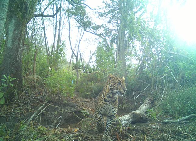 10 Ekor Macan Tutul Jawa Terdeteksi di Guntur Papandayan