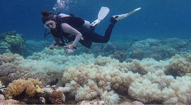 Terkuak, Misteri Lubang Raksasa di Great Barrier Reef Australia