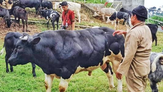 Swasembada Daging, Berharap Pada Si Raksasa Belgian Blue