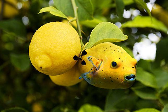 Keren Parah Gan! Ini 10 Editan Ketika Hewan dan Buah 'Jadi Satu'