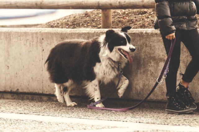 Tewas Karena Kotoran Anjing, Perhatikan Hal Ini Saat Mengajak Anjingmu Jalan-jalan!