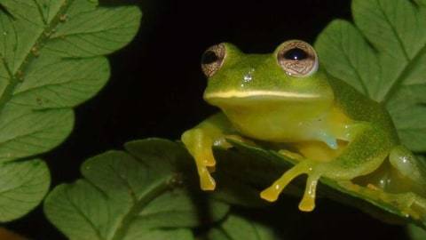 Wow Selain Test Pack Ternyata Katak Bisa Digunakan Untuk Tes Kehamilan, Akurat?