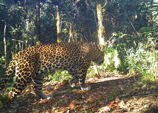 10-ekor-macan-tutul-jawa-terdeteksi-di-guntur-papandayan