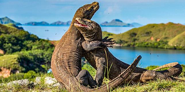 14 Juta Buat Masuk Pulau Komodo? Usul Ane Wacana Ini Lebih Baik Dikaji Lagi