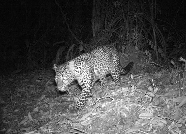 10 Ekor Macan Tutul Jawa Terdeteksi di Guntur Papandayan