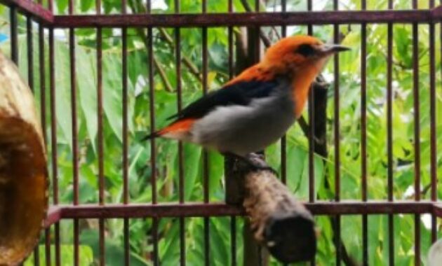 Download Suara Burung Kemade Mp3