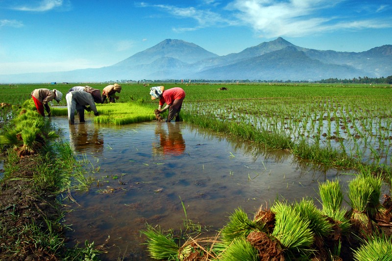 Buah karya Raja Surakarta untuk petani
