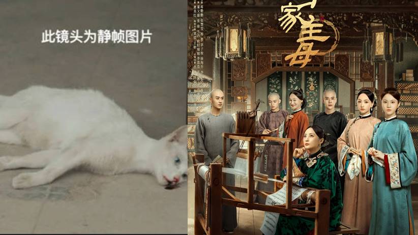 Adegan Racuni Kucing Dituduh Asli, Drama China ‘Marvelous Women’ Tuai Protes Kejam