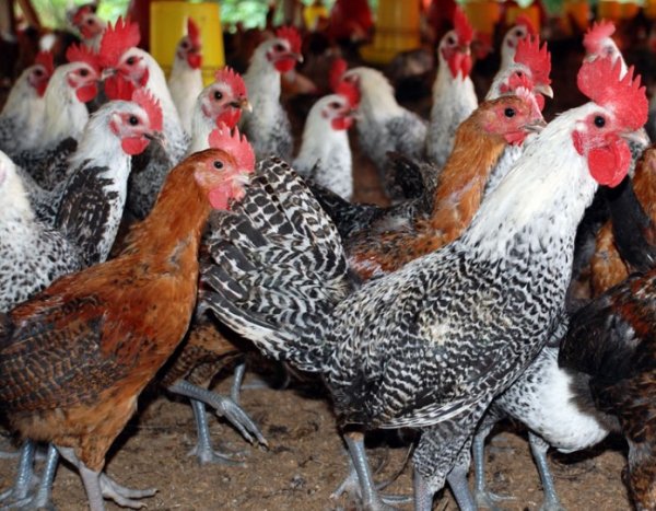 Kelebihan dan Kekurangan Punya Peliharaan Ayam Kampung