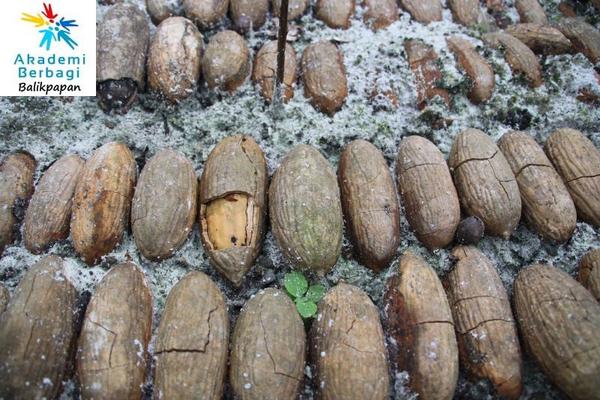 (Full Pic) Pohon Ulin, Pohon Terbesar dan Tertua di Indonesia