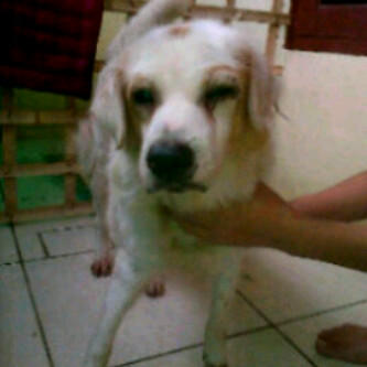 BUAT DOG LOVERS MESTI MASUK ! ANJING DISUNTER DIPUKULIN NEED ADOPT &#91;PICT&#93;