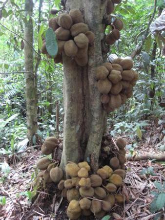Durian Kura-kura, Durian Unik Berbuah Pada Pangkal Pohon