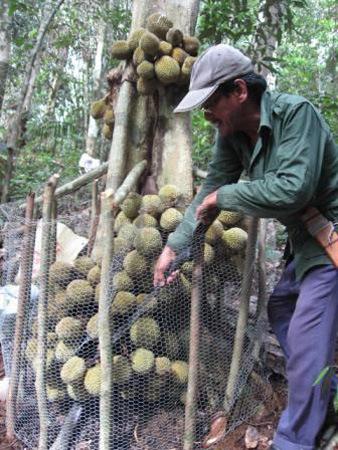 Durian Kura-kura, Durian Unik Berbuah Pada Pangkal Pohon