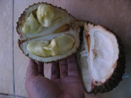 Durian Kura-kura, Durian Unik Berbuah Pada Pangkal Pohon