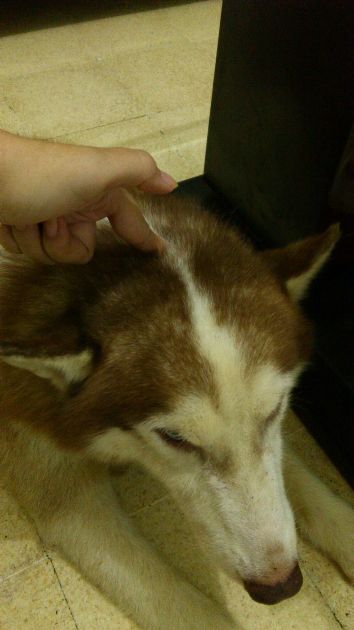 new-siberian-husky-lovers---read-page-1-for-update---part-2