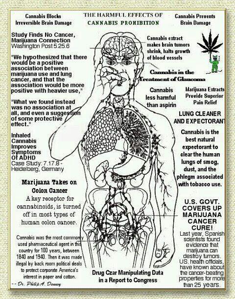 Kenapa Ganja Perlu Legalisasi? ~ (Legal bukan berarti &quot;Bebas&quot;)