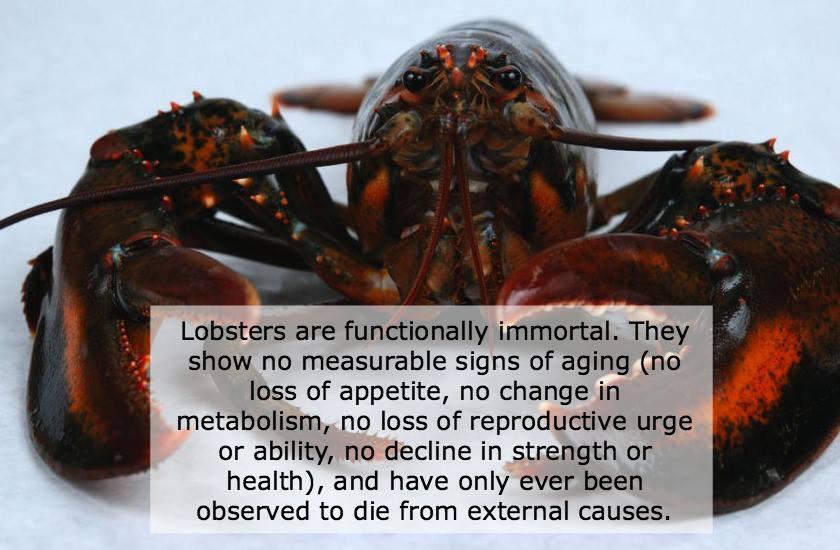 &#91;TAHUKAH ANDA&#93; Lobster Secara Biologis Tidak Akan Mati alias &quot;Biologically Immortal&quot;