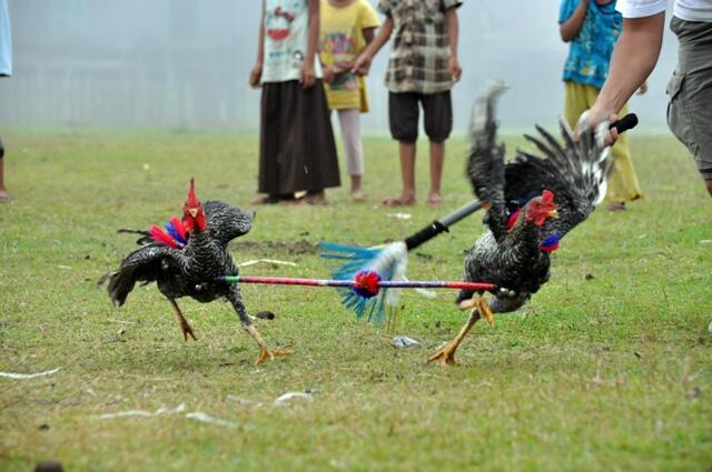 Karapan Sapi..??(Biasa) Rasakan Sensasi Baru Karapan Ayam...