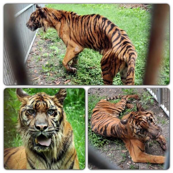 ANIMAL WELFARE (Kebun Binatang, Zoo, Satwa, Pusat Konservasi, kesejahteraan hewan) 