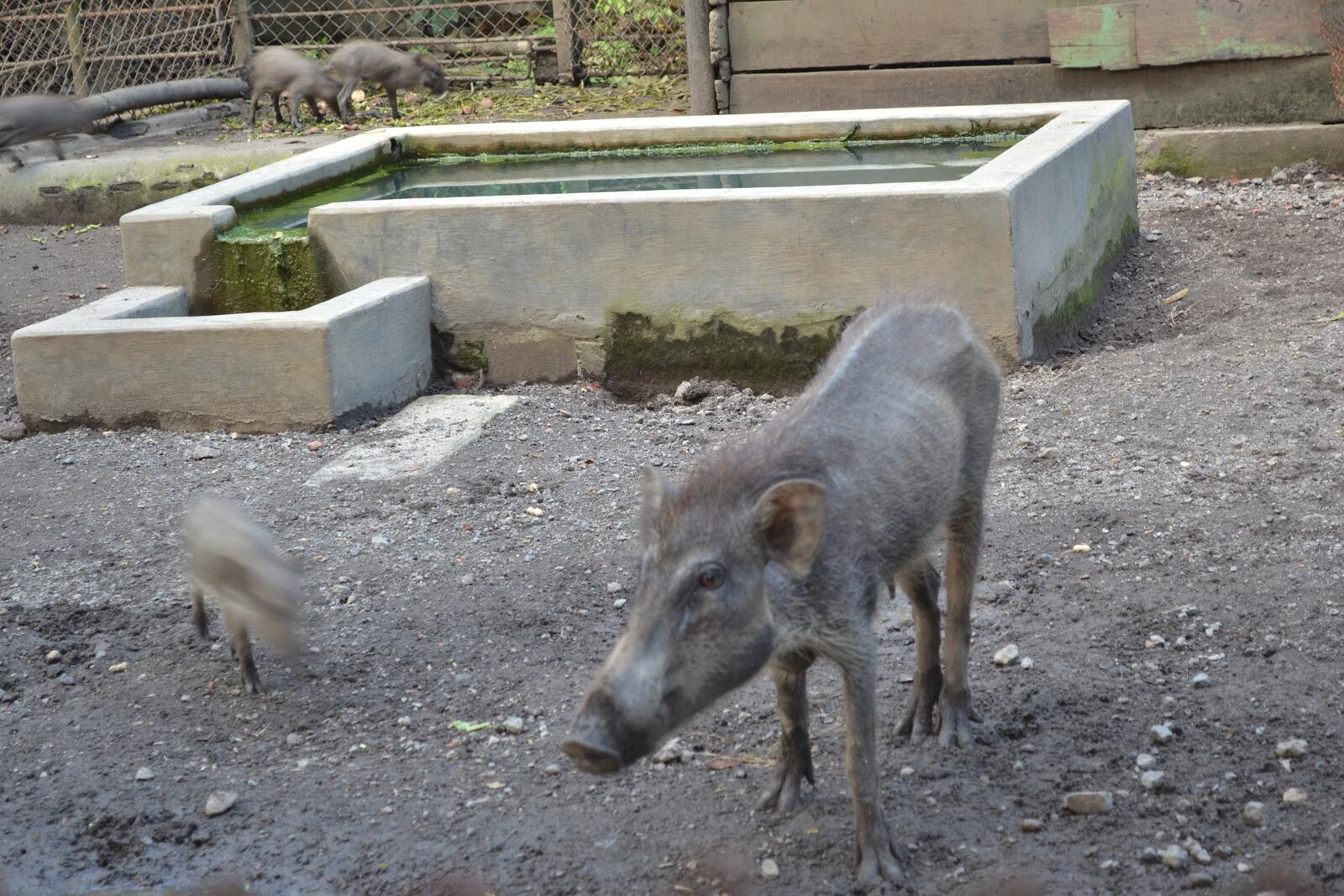 ANIMAL WELFARE (Kebun Binatang, Zoo, Satwa, Pusat Konservasi, kesejahteraan hewan) 