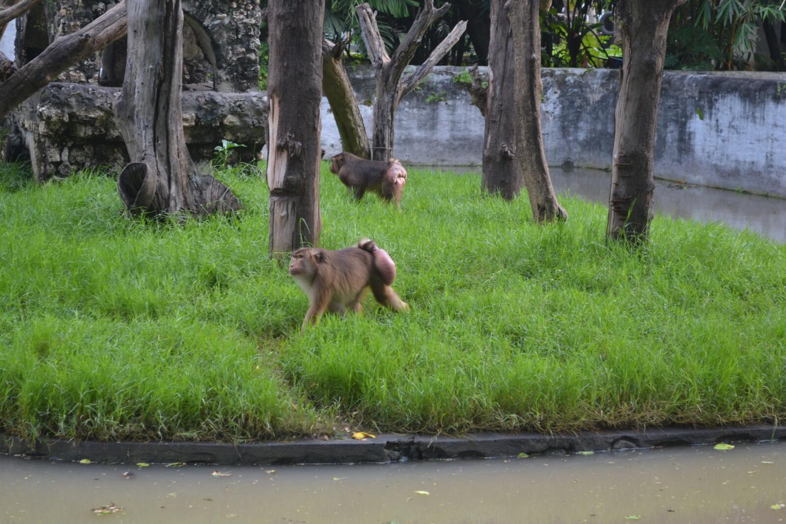 ANIMAL WELFARE (Kebun Binatang, Zoo, Satwa, Pusat Konservasi, kesejahteraan hewan) 