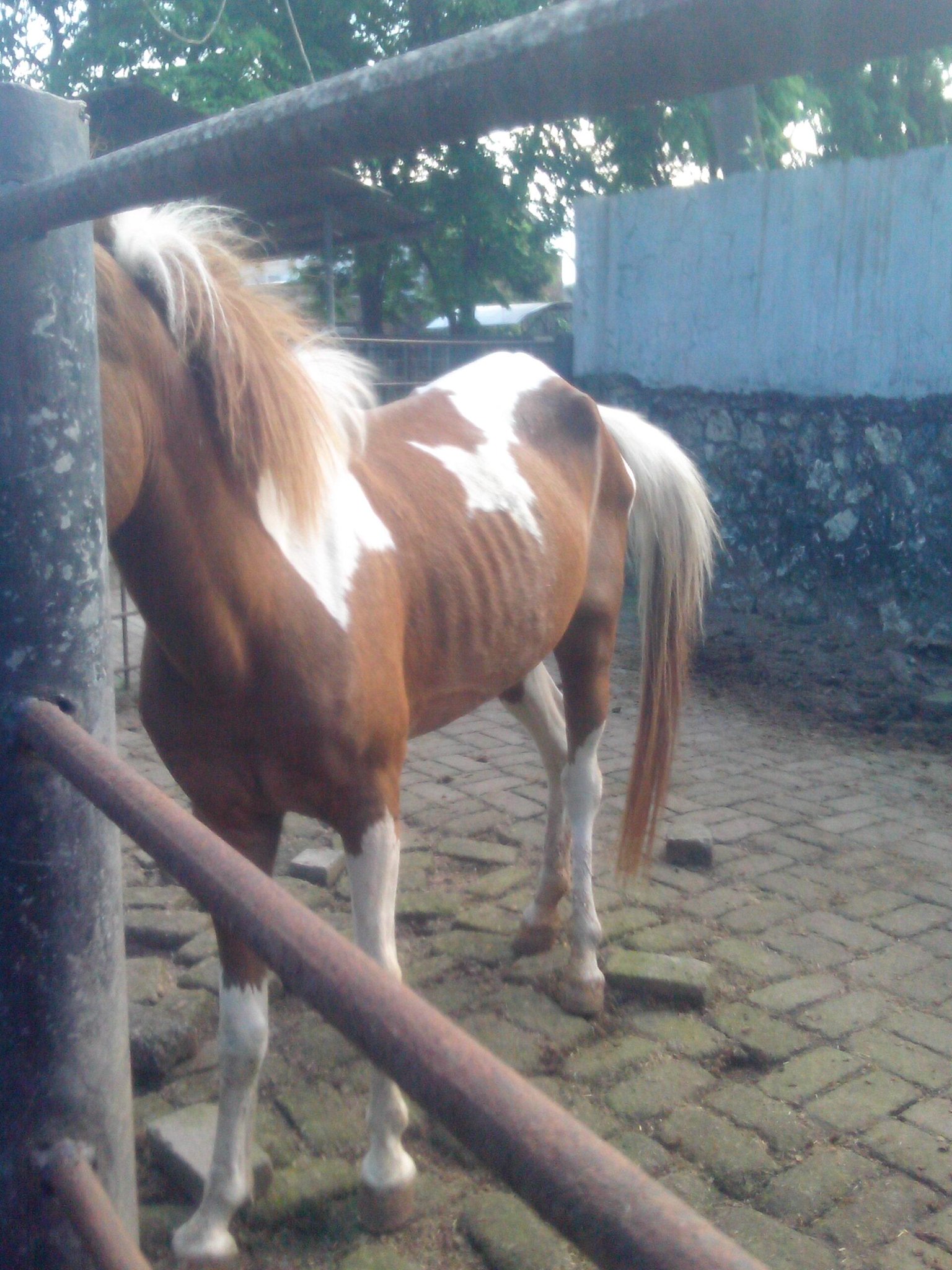 ANIMAL WELFARE (Kebun Binatang, Zoo, Satwa, Pusat Konservasi, kesejahteraan hewan) 