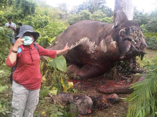 Kisah Raju, seekor Gajah Sumatra yang ditemukan sendiri di hutan tanpa induk