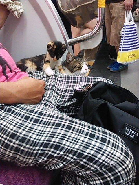 Kucing ini secara rutin menaiki kereta peluru Seibu-Ikebukuro di Jepang