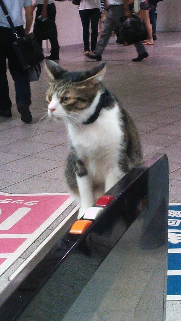 Kucing ini secara rutin menaiki kereta peluru Seibu-Ikebukuro di Jepang