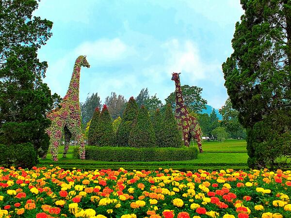 Ingin Foto Berlatar Bunga? Kunjungi 6 Taman Ini
