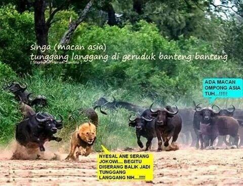 pic-macan-lari-tunggang-langgang-di-seruduk-banteng