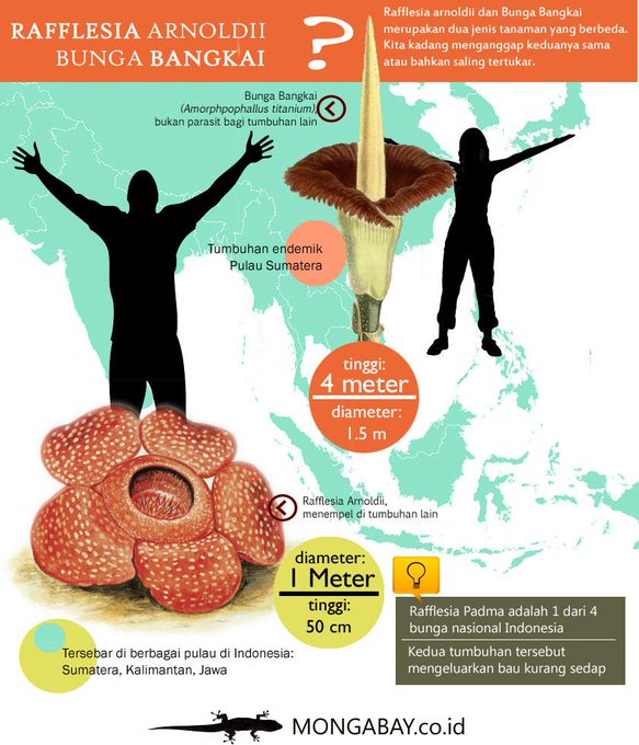 Jenis-Jenis Bunga Rafflesia, Bunga Unik dan Langka