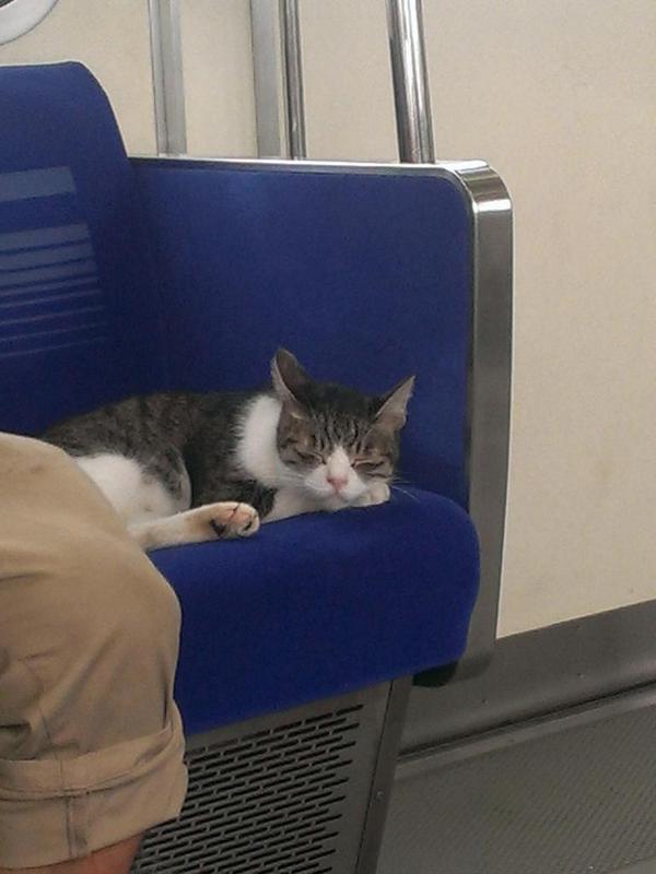 Kucing ini secara rutin menaiki kereta peluru Seibu-Ikebukuro di Jepang