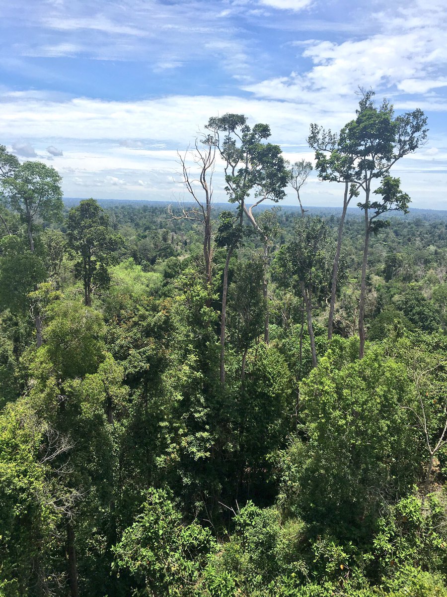 Indonesia Raih Rekor Dunia Penanaman Pohon Serentak Dari Guinness World Record
