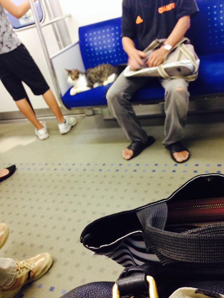 Kucing ini secara rutin menaiki kereta peluru Seibu-Ikebukuro di Jepang