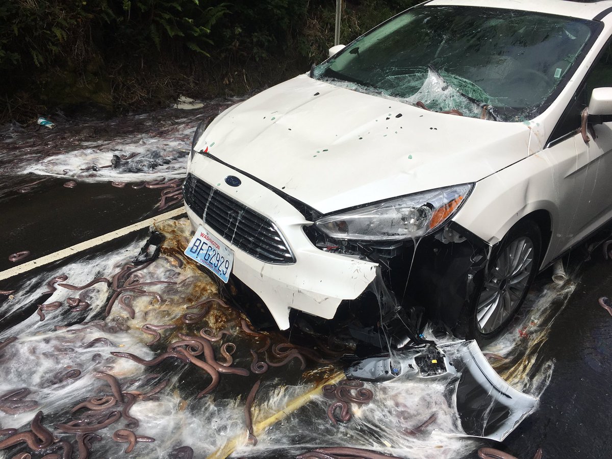 Penampakan Tol di Amerika 'Mandi' Lendir Belut