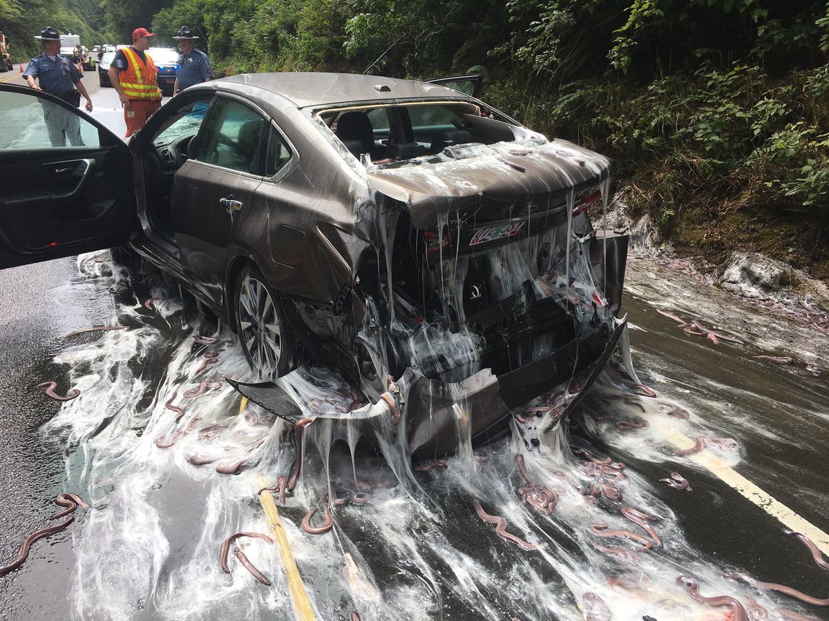 Penampakan Tol di Amerika 'Mandi' Lendir Belut