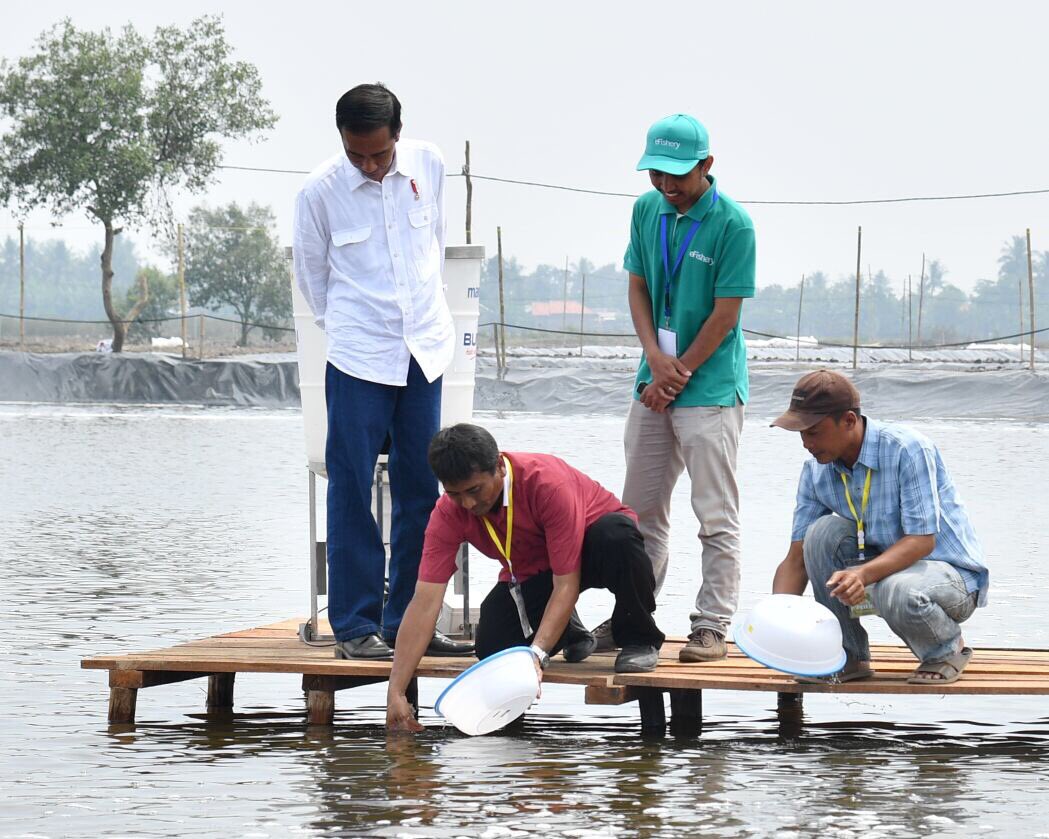 Presiden Jokowi Tinjau Perhutanan Sosial Untuk Pemerataan Ekonomi Di Muara Gembong