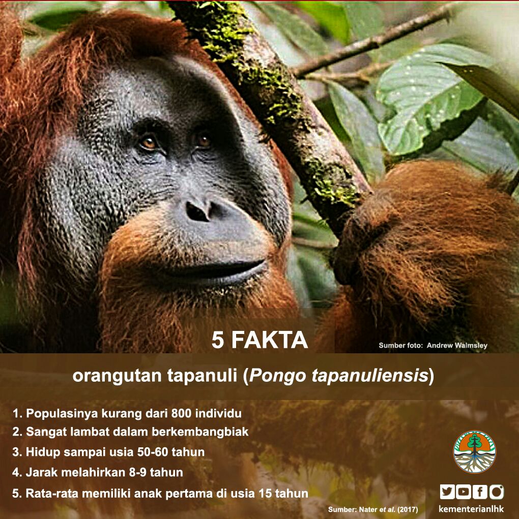 7 Spesies Hewan Baru Di Indonesia Sepanjang Tahun 2017