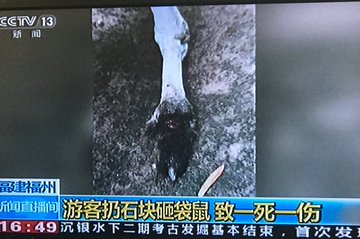 Kangaroo Dies After Visitors At Chinese Zoo Hurl Rocks To Force Her To Jump