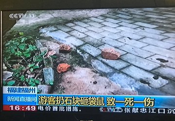 Kangaroo Dies After Visitors At Chinese Zoo Hurl Rocks To Force Her To Jump