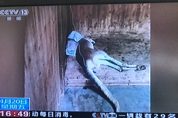 Kangaroo Dies After Visitors At Chinese Zoo Hurl Rocks To Force Her To Jump