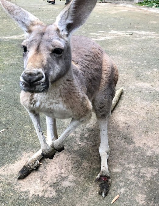 Kangaroo Dies After Visitors At Chinese Zoo Hurl Rocks To Force Her To Jump