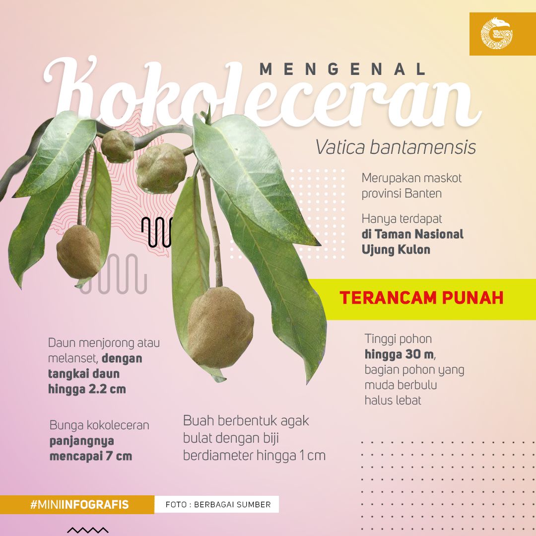 &#91;Coc Reg. Banten Kulon&#93; Kokoleceran, Tanaman Endemik Banten yang Terancam Punah!