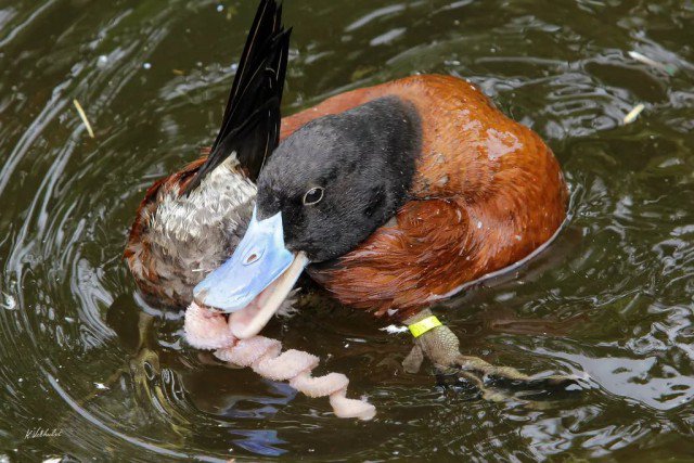 hewan-hewan-jantan-dengan-alat-kelamin-unik