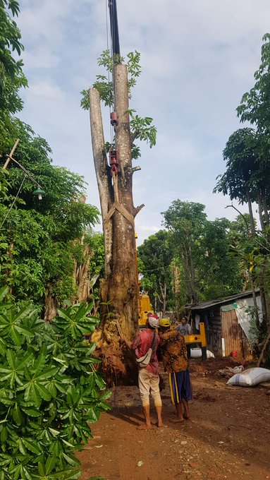 Ribut Revitalisasi Monas, Jubir PSI Beberkan Rincian Harga Pohon Pule.....