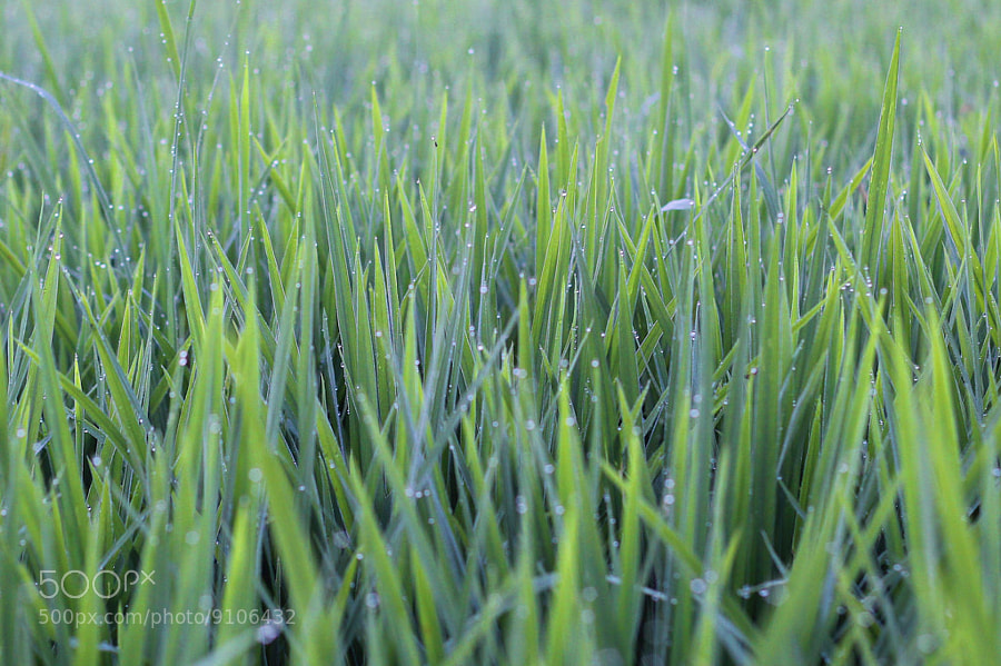 nongkrong-bareng-plants-photography-buat-yang-suka-foto-tetumbuhan