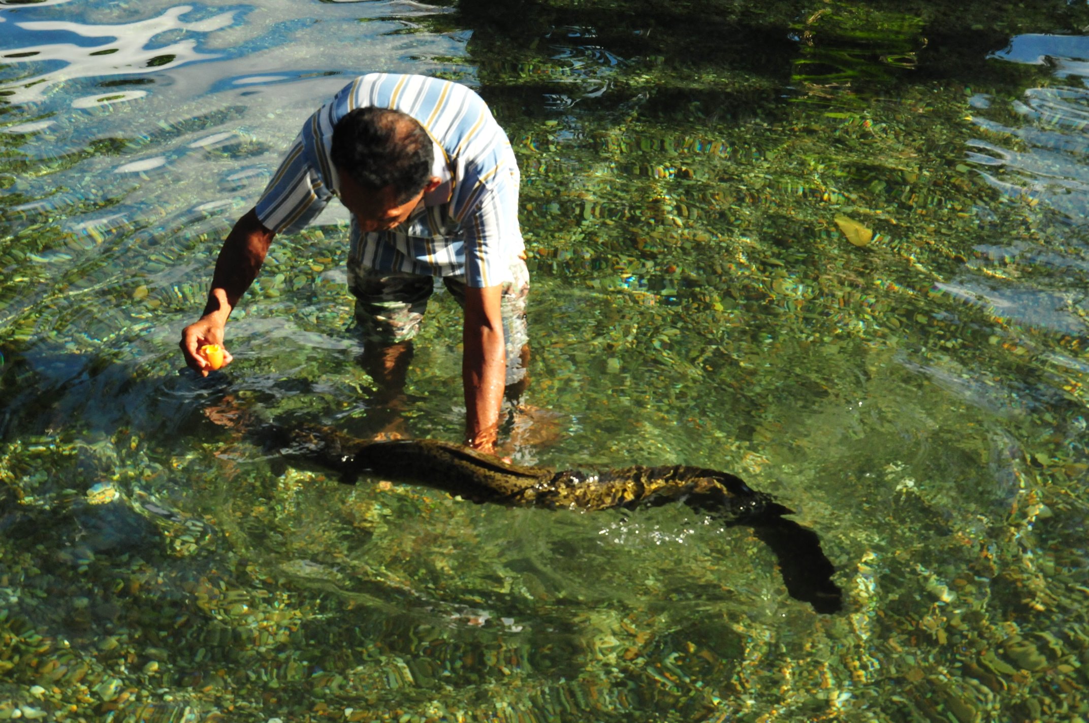 BELUT RAKSASA (MOREA) dari AMBON, INDONESIA