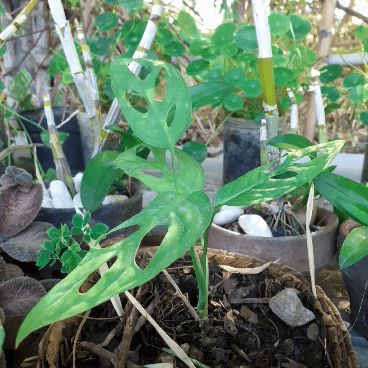 Merawat Monstera "Setinggi 3 Meter"