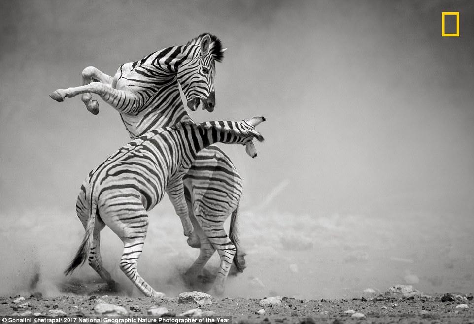 12+ Foto Alam Terbaik Pemenang Kompetisi National Geographic 2017.